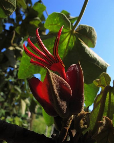 Hoa cánh tay của quỷ, có nguồn gốc ở Mexico, tên khoa học là Chiranthodendron pentadactylon. Đây là một trong những loài hoa có hình thù kỳ dị nhất thế giới. Hình dáng của loài hoa này đúng như cái tên của nó, đỏ rực, giống như một bàn tay quỷ với đầy những móng vuốt. Tuy tên gọi nghe \'ác độc\' nhưng thực sự loài hoa này lại có công dụng chữa bệnh tim